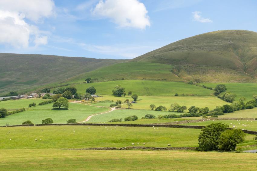 Bowland Meadow
