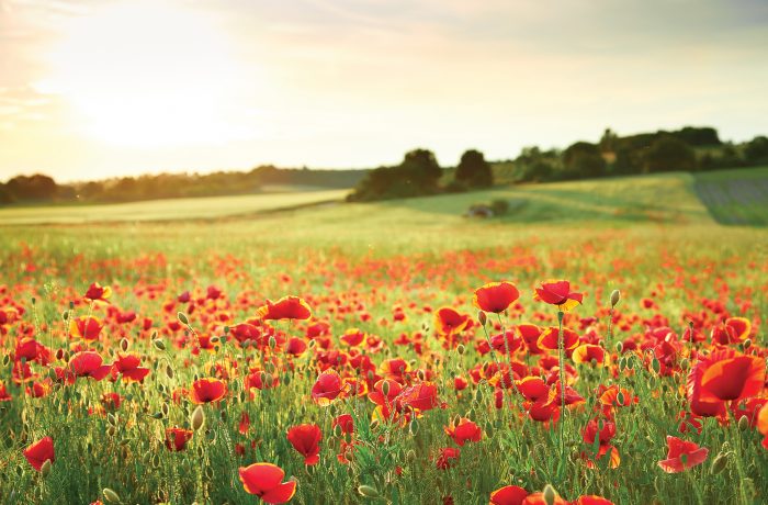 Poppyfields