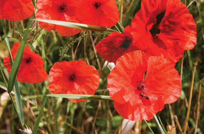 Poppyfields
