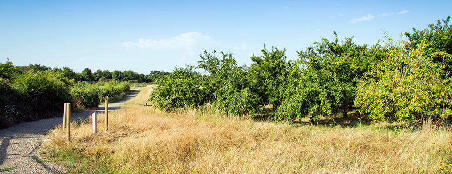 Four Horseshoes