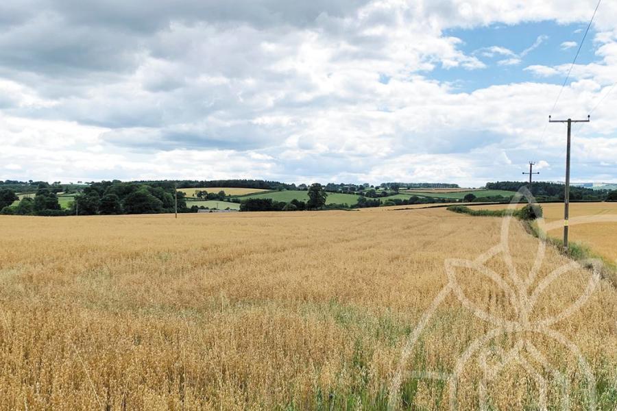 Clifton Meadows