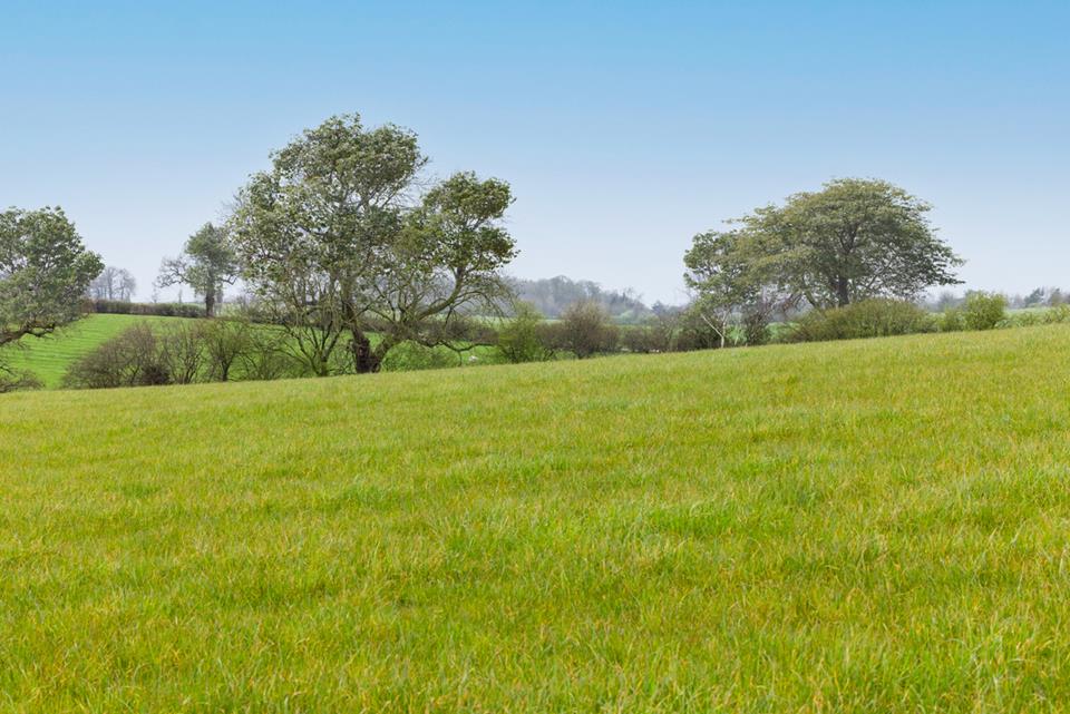 Silverbrook Meadow Webheath