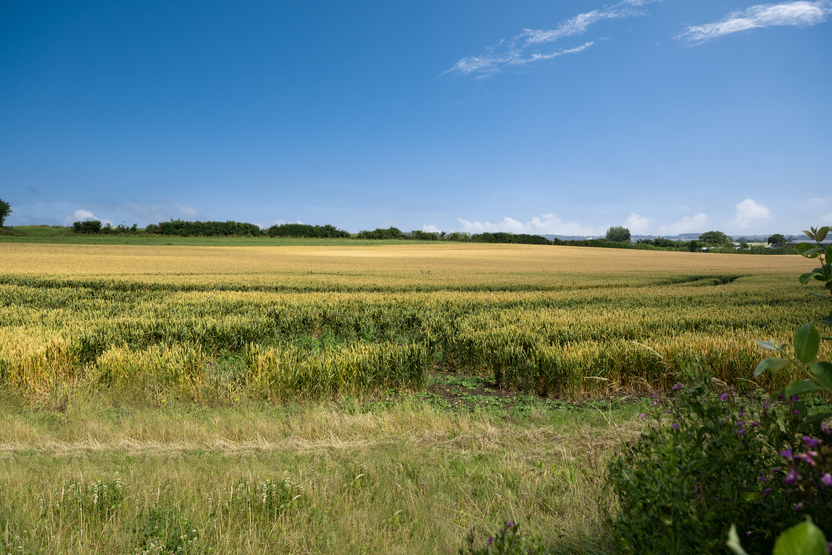 The Skylarks - Image 9