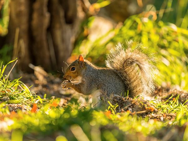 Rainton Gardens - Image 7